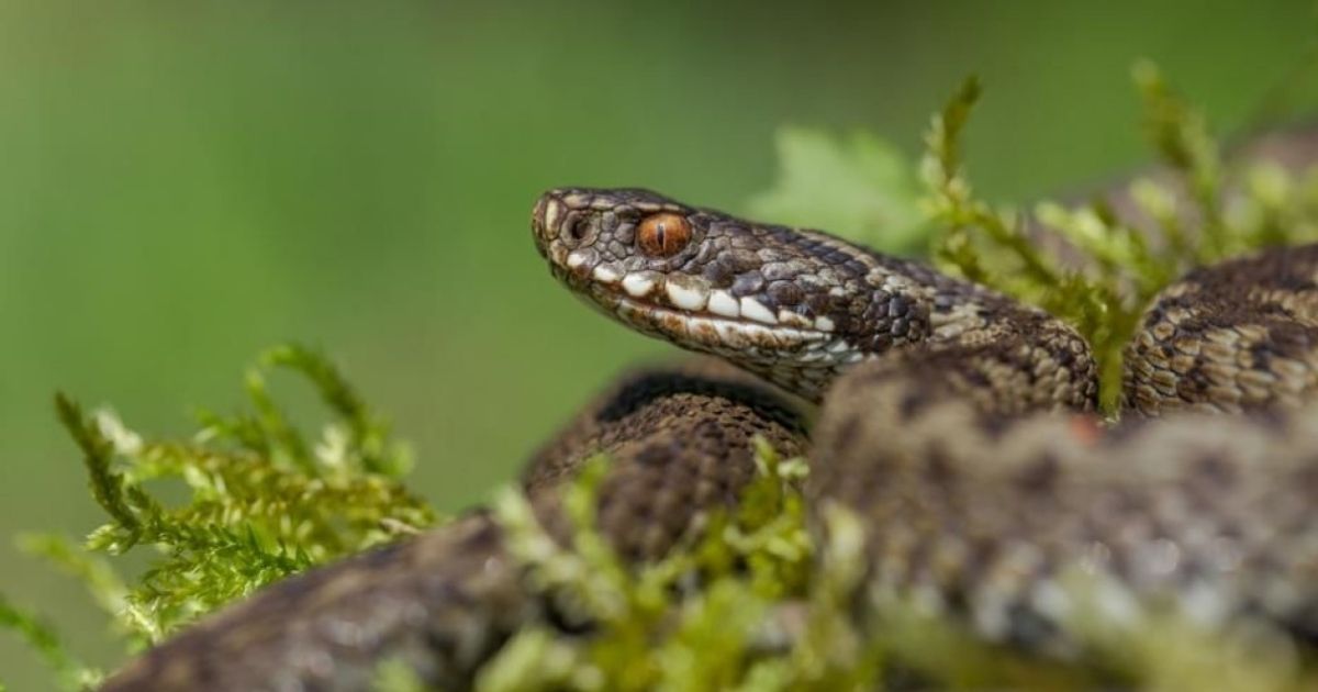 9 Ways To Keep Snakes Away From Your Campsite