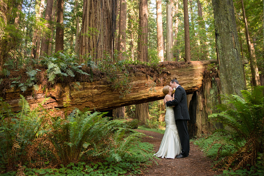 Weddings Redwood National Park