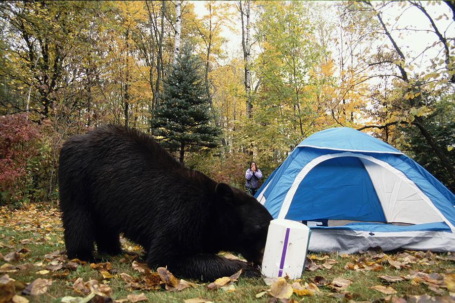 Keep food in bear-resistant food containers