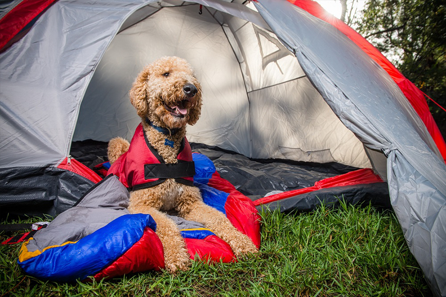 Protect Your Pet From Ticks