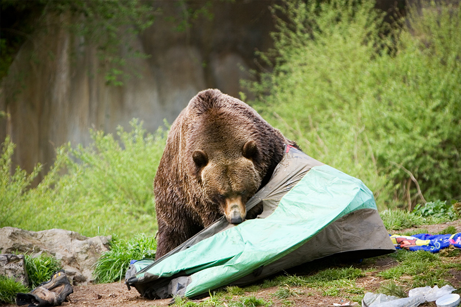 Set up the best bear camp