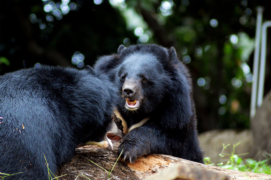 Understand the bear population in your area