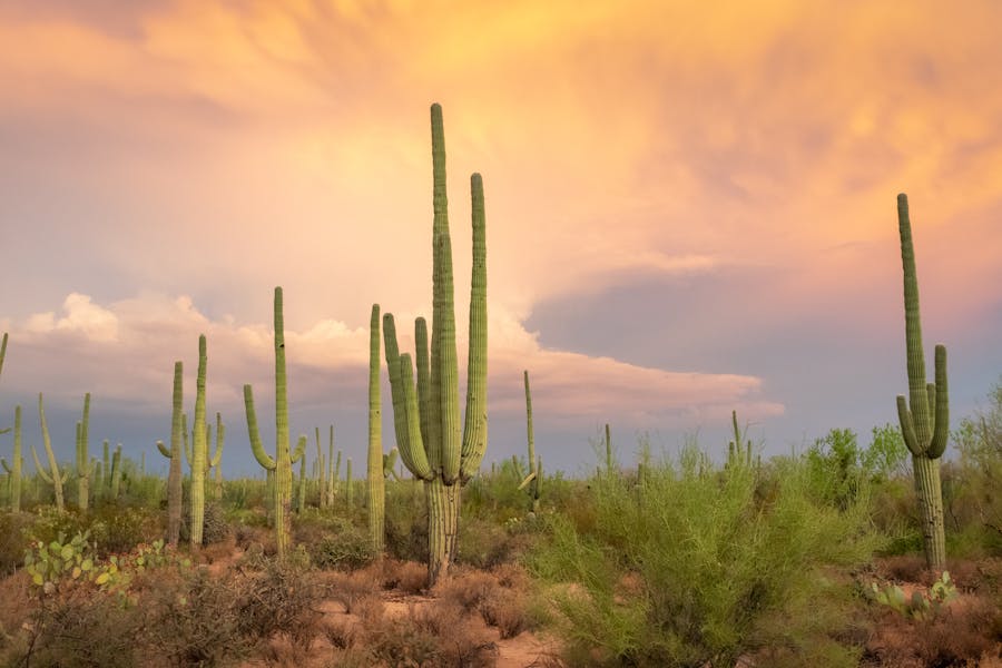 Best National Parks to Visit in the Summer
